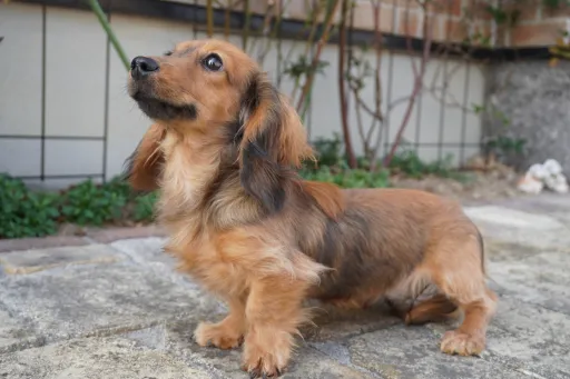 ミニチュア・ダックスフンド / ロングコートのサムネイル画像1