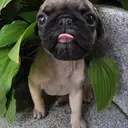 パグ
PUG 170-1