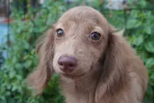 カニヘン・ダックスフンド / ロングコート