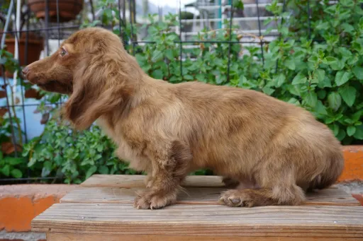 格安犬と里親募集犬の子犬販売