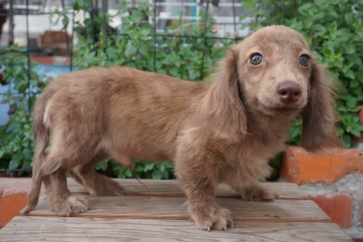 格安犬と里親募集犬の子犬販売