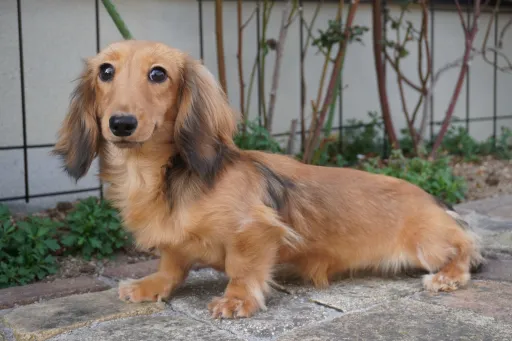 ミニチュア・ダックスフンド / ロングコートのサムネイル画像1