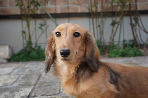 ミニチュア・ダックスフンド / ロングコートのサムネイル画像2