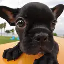 フレンチブルドッグ
French Bulldog101-5