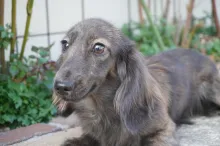 ミニチュア・ダックスフンド / ロングコート