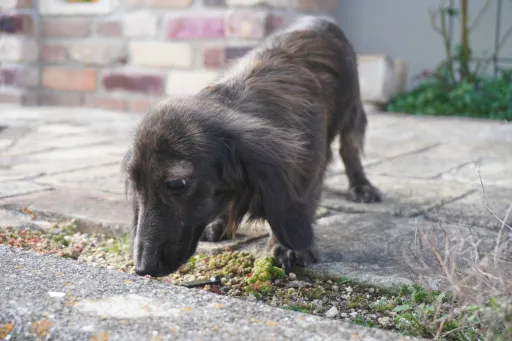 ミニチュア・ダックスフンド / ロングコートのサムネイル画像3