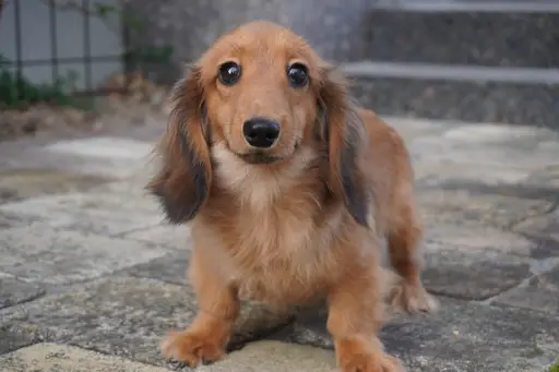 ダックスフンドの子犬販売