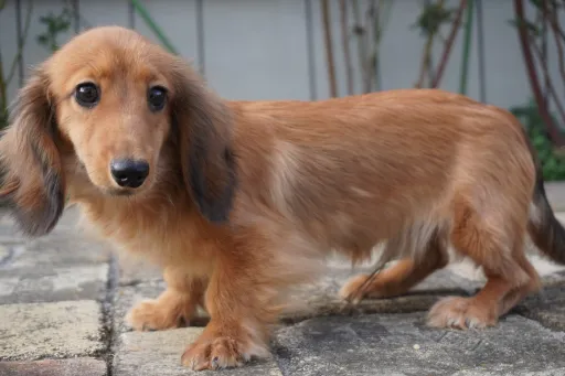 ミニチュア・ダックスフンド / ロングコートのサムネイル画像3