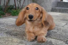 ミニチュア・ダックスフンド / ロングコート