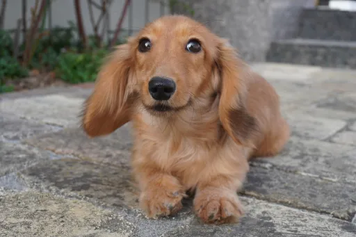 ミニチュア・ダックスフンド / ロングコートのサムネイル画像1