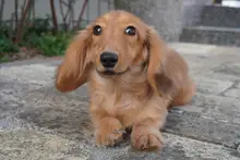 ミニチュア・ダックスフンド / ロングコート