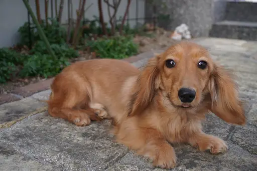 ミニチュア・ダックスフンド / ロングコートの拡大画像