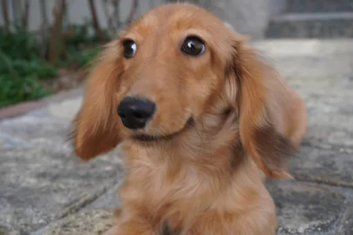 ミニチュア・ダックスフンド / ロングコートのサムネイル画像3