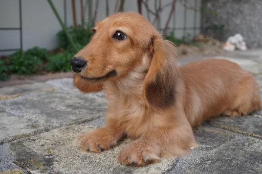 ミニチュア・ダックスフンド / ロングコートのサムネイル画像4