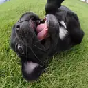 フレンチブルドッグ
French Bulldog101-4