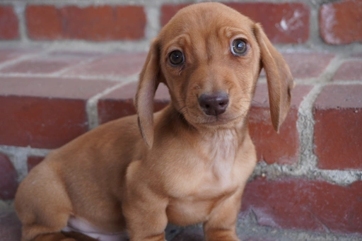 ダックスフンドの子犬販売