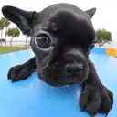 フレンチブルドッグ
French Bulldog101-3