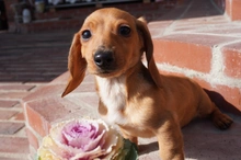 カニヘン・ダックスフンド / スムースコート