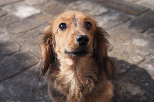 ダックスフンドの子犬販売