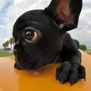 フレンチブルドッグ
French Bulldog101-2