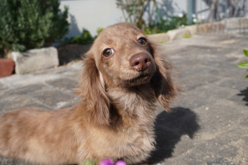 格安犬と里親募集犬の子犬販売