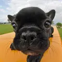 フレンチブルドッグ
French Bulldog101-1