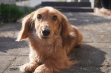 ミニチュア・ダックスフンド / ロングコート