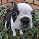 ボストンテリア
Boston Terrier083-5