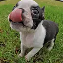 ボストンテリア
Boston Terrier083-4