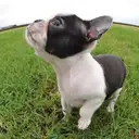ボストンテリア
Boston Terrier083-3