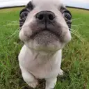 ボストンテリア
Boston Terrier083-2