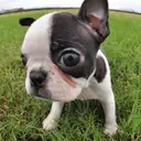 ボストンテリア
Boston Terrier083-1