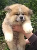 秋田犬 / 長毛