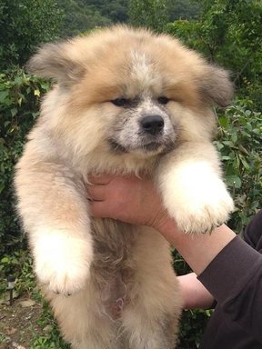 秋田犬の子犬販売