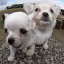 チワワ
Chihuahua261.262-5