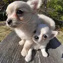 チワワ
Chihuahua261.262-4