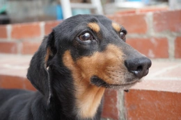 里親募集犬