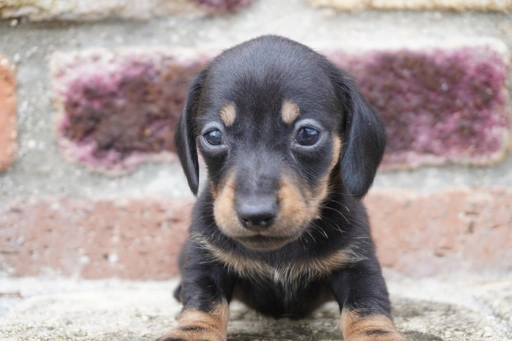 ダックスフンドの子犬販売