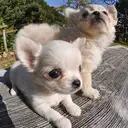 チワワ
Chihuahua261.262-2