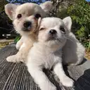 チワワ
Chihuahua261.262-1