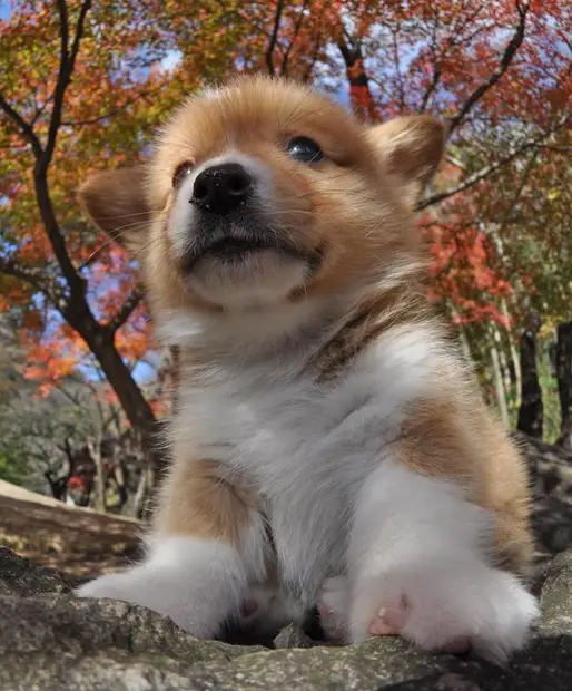 コーギー
Welsh Corgi352-10