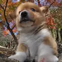 コーギー
Welsh Corgi352-10