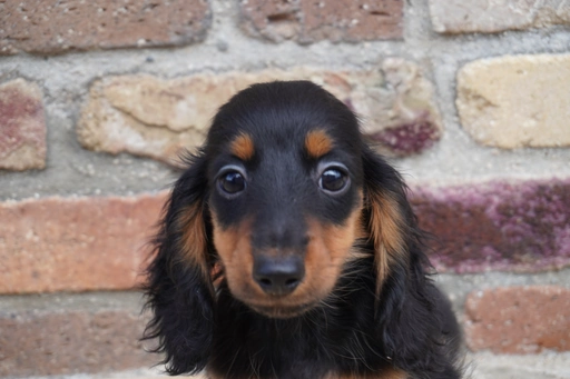 ダックスフンドの子犬販売