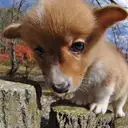 コーギー
Welsh Corgi352-9