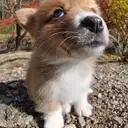 コーギー
Welsh Corgi352-8