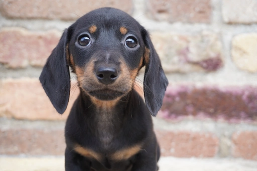ダックスフンドの子犬販売