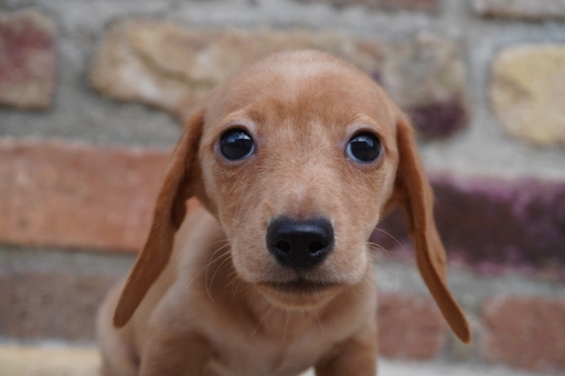 ダックスフンドの子犬販売