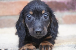 格安犬