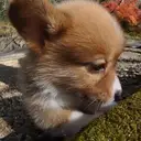 コーギー
Welsh Corgi352-7