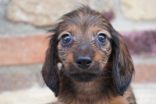 ダックスフンドの子犬販売